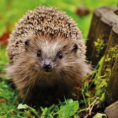 We are based in Roehampton & Putney, South West London, encouraging our neighbours to be aware of the hedgehog decline and build a hedgehog highway