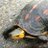 HEMIROCK666's profile image