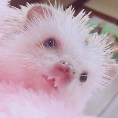 azuki1608's profile picture. 2017年12月22日生まれシナモンパイドの男の子。2018年2月17日にお迎えしました。2022年7月17日🌈。