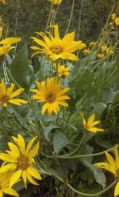 celcril's profile picture. Scarcity is an illusion