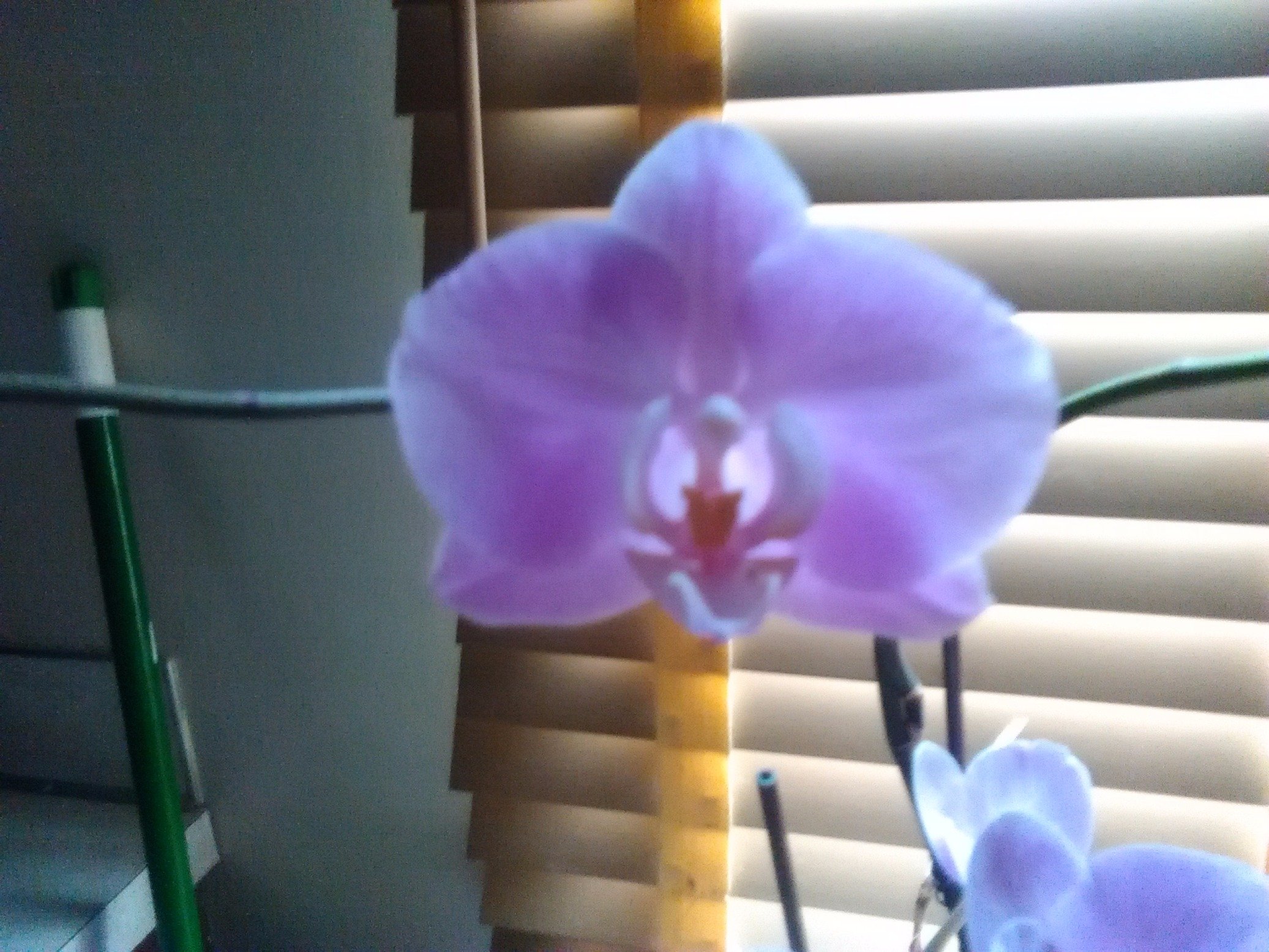 IcePetals23's profile picture. 