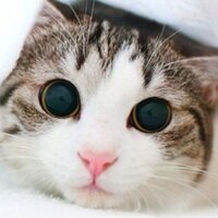 龍鳳 (@kamui_fouce) 's Twitter Profile