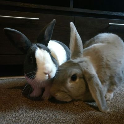 bunnybarney Profile Picture