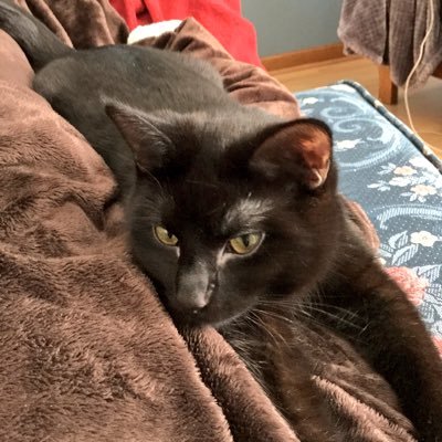 MN_Catholic2's profile picture. Catholic, conservative...Turn Minnesota RED!