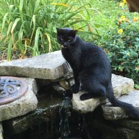 ☮️ Amy Koshoffer wants the girls to learn (@cincyamyk) 's Twitter Profile
