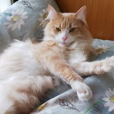 成人済みNLBL問わず読んでる地雷は自己処理する雑食ですつまりなんでもRTします
直近父水、羂髙、夏髙、あむあず
ソシャゲはまほやくミス晶♀♂とオー晶♀にもはまり夢100のアキトさんが推し
週末は競馬にふりきってる
あむあずは(ふる、バボ含む)
人生最推しは銀魂の高杉。夢と高銀が混ざり合う複雑怪奇な最推し様