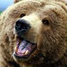 therealBearle's profile picture. i like rap. and bears