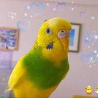 テル@迷子鳥セキセイインコ モコ ♀探してます (情報提供、拡散協力ありがとう🙇♀️)低浮上 (@moco180311) 's Twitter Profile