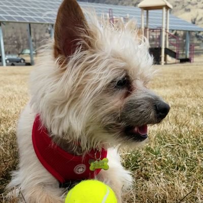 Hello! I am Bowser. I am a cute ol' mix of Poodle, Pomeranian, Chihuahua and Schnauzer. 
I also have 2 sisters named Boo and Blooper.