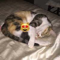 VERDIER Sophie (@sophie13so) 's Twitter Profile Photo VERDIER Sophie (@sophie13so) 's Twitter Profile Photo