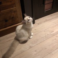 ちろる (@tiro_ruu) 's Twitter Profile