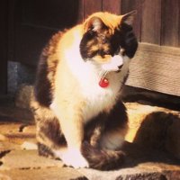 ｽｽﾞｷﾁ (@suzuki1224) 's Twitter Profile Photo