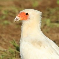 Carcará (@carcaracafe) 's Twitter Profile Photo