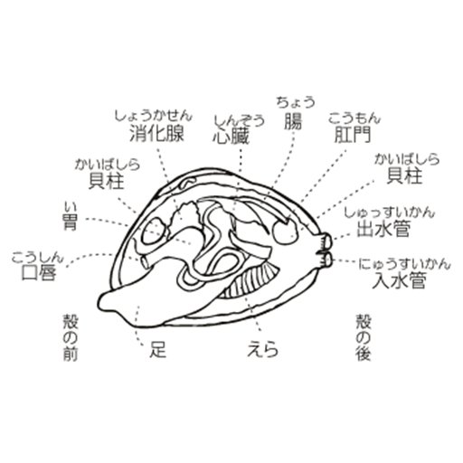 あさりしょかん 乗り遅れましたが 面白い記事でした 記憶力の良い子だと 枠 文字 のバージョンで文字を二重に暗記して適応している子も多いのかも とか考えながら読んでました 漢字の文化圏だと このパターン数が無数に増えるから適応難しそう