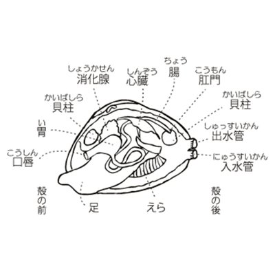 あさりしょかん 乗り遅れましたが 面白い記事でした 記憶力の良い子だと 枠 文字 のバージョンで文字を二重に暗記して適応している子も多いのかも とか考えながら読んでました 漢字の文化圏だと このパターン数が無数に増えるから適応難しそう あさりしょかん 乗り遅れましたが 面白い記事でした 記憶力の良い子だと 枠 文字 のバージョンで文字を二重に暗記して適応している子も多いのかも とか考えながら読んでました 漢字の文化圏だと このパターン数が無数に増えるから適応難しそう