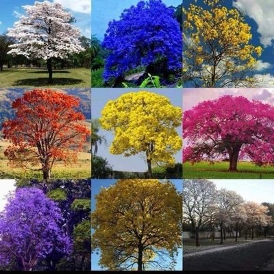 ce_daisy's profile picture. 