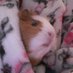 tired pig mum (@sunshinelady199) Twitter profile photo tired pig mum (@sunshinelady199) Twitter profile photo