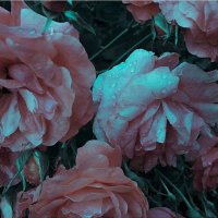 ﮼🕊. (@sfoohhh) 's Twitter Profile