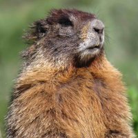 Team Marmot (@teammarmot) 's Twitter Profile