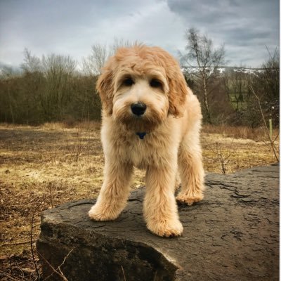 Instagram fanatic, F2 Goldendoodle living in the Welsh valleys 🏴󠁧󠁢󠁷󠁬󠁳󠁿 sharing my adventures 🐾