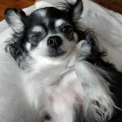 hanhpham's profile picture. I serve the Chihuahua