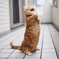 고래하는 노양이 (@goons3927) 's Twitter Profile