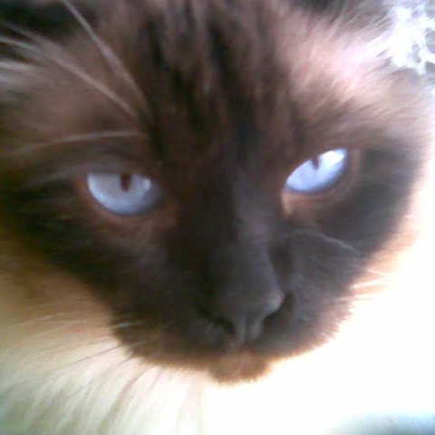 monicavasilesc2's profile picture. 