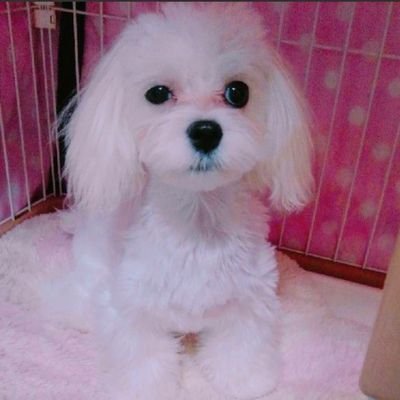 KkBLxp5ZDtjnU6y's profile picture. ♥️マルチーズの愛姫です♥️
生まれた日は、🎂2017年の10月17🎂
あだ名はメゴです。
すごく可愛いくて、毎日にぎやかな我が家の愛犬です♪
よかったら、ブログ見てください🐕