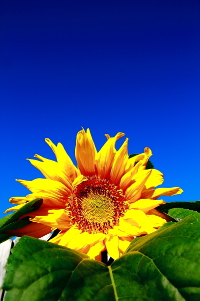 Getawaymoments's profile picture. Photographer, gardener, woodworker, YouTube creator.
https://t.co/Z7XPyzNmWi