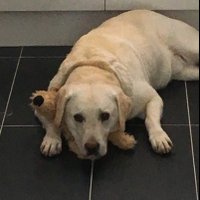 Tracey (@alinalitr) 's Twitter Profile
