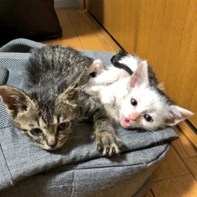 KinoLock1203's profile picture. 笑顔で生きる\(^o^)/