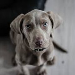 Passionate about education, football, walking in the Lakes and my beautiful dog, Bonnie.
All views are my own.