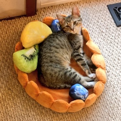 Helping match new best friends with each other through St Louis area rescues and foster homes. Are you looking for a pal? Let us know what your preferences are!