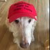 RepPets4Trump (@Pets4Rep) Twitter profile photo