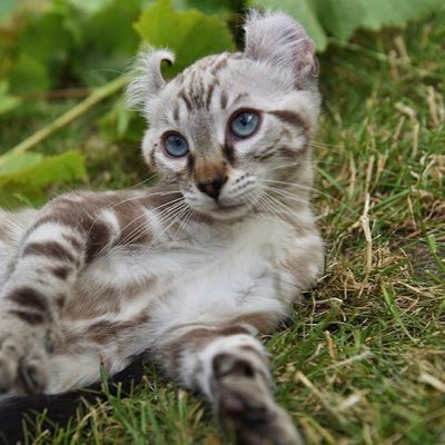 Breeder of exclusive cat breeds. We specialise in the Keetso, bengal and Toyger breed of cat. TICA registered breeder. These cats make great family pets