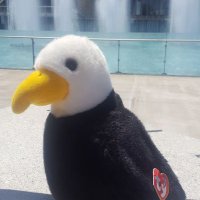 Edgar the Eagle (@edgarehs) 's Twitter Profile