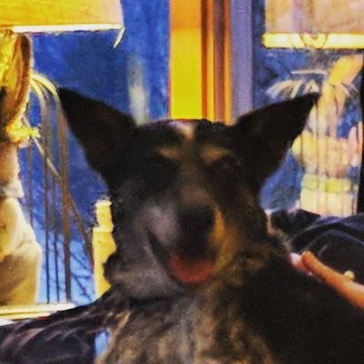 elfeae's profile picture. Roll Tide.