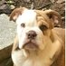 prestonjames (@preston59196030) Twitter profile photo