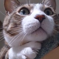 ミヤ (@traveller0409) Twitter profile photo