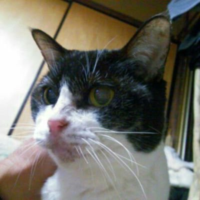 大阪府南河内の おっさんです。京阪神 奈良にて食べ歩くことを 楽しみにしてます。 アイコンの猫は 2014年に19歳6か月で星になったセヴンです とても賢くてべっぴんさんでした