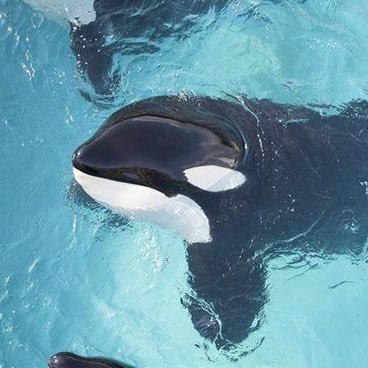 A feature documentary that reveals the truth about the future of captive orcas  Available now! Check out our website for more information.