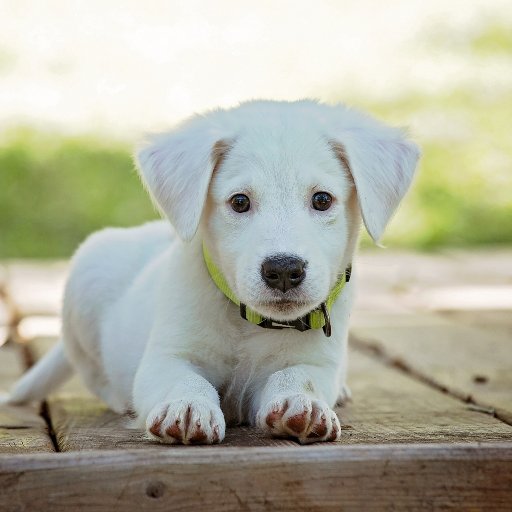 犬猫お得情報 まとめ Wan Nyanmatome Twitter