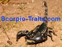 ScorpioTraits's profile picture. 