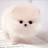 とら@恋 (@9pcoechumocmnzn) 's Twitter Profile