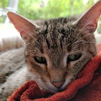 Pepito's second friend (@pepitosecfriend) 's Twitter Profile