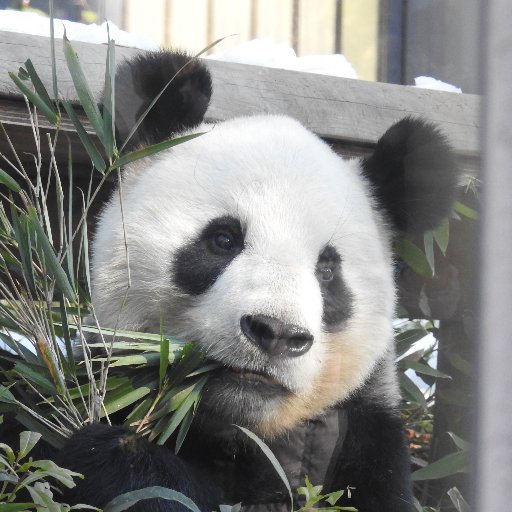 赤ちゃん時代のシャンシャンに会ってからパンダの虜になり、写真やカメラに興味を持ちました。最近は身近な野鳥撮影にはまっています。料理も好きです。掲載した写真・動画はご自由にお使いいただいてかまいせん。