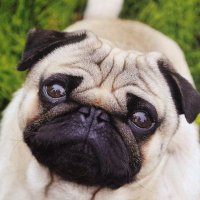 エルナト (@pleiades_2015) 's Twitter Profile