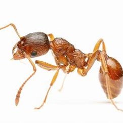 Termite Services - Fumigation - Pest Control - Rodent Control - Woodwork