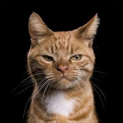 _jimily's profile picture. ‏عاقل اما بددهن، ‏مستعد اما گشاد، علاقه‌مند اما واتسون