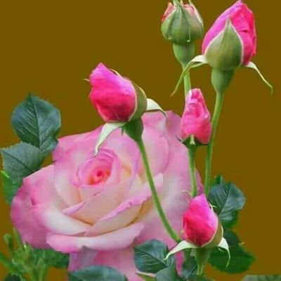 Parthi84080472's profile picture. all